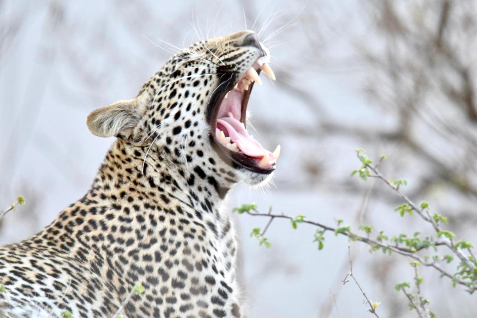 Chobe House Villa And Chalets Касане Екстериор снимка
